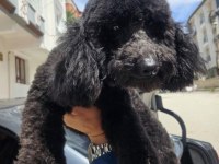 Toy Poodle Siyah Erkek Uygun