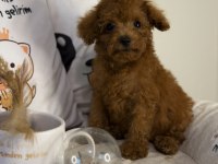 Dişi Kore poodle