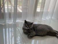 BRİTİSH DİŞİ KISIR DEĞİL