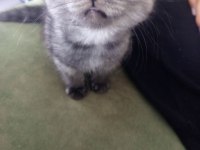 Kedi British shorthaır