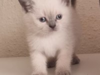 Mavi gözlü scottish fold yavrular