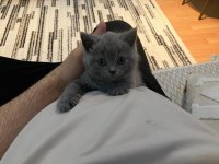 Safkan Çok Tatlı British Shorthair Yavrular