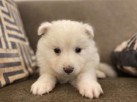 SAMOYED KARTOPU BEBEKLER