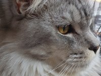 3xxxl 1 dişi ve 1 erkek eş takım maine coon