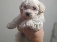 Maltese yavru köpekler