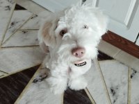 Terrier çipli köpeğimiz