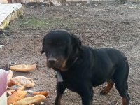 1.5 yaşında çipli rottweiler kızımız yeni yuvasını arıyor