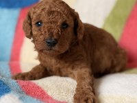 Red Brown Toy Poodle Yavrular