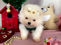 MİNİBOY TEDDY BEAR POMERANİAN BOO YAVRULAR