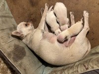 Chihuahua şivava