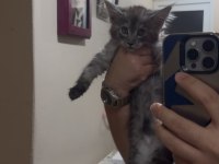 MUHTEŞEM SOSYALLİKTE MAINE COON YAVRULARIMIZ