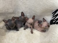 sphynx sfenks tüysüz dişi erkek yavruları