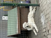 4 yaşında erkek akbaş