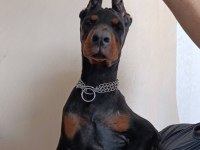 A scr Doberman yavruları