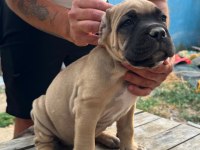 Ruhsatlı Resmi İşletmeden Taksit Avantajıyla Cane Corso