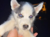 Safkan husky sibirya kurdumuz