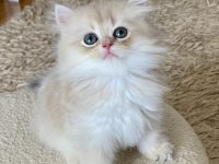 Safkan British Longhair Blue Golden Erkek Yavru
