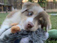Nadiren Red Merle renkli gözlü border collie