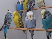 Show Jumbo Muhabbet Kuşları