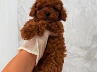 TOY POODLE KÖPEĞİ