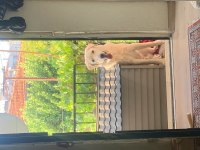 Köpeğimiz Güneş İçin Yuva Arıyoruz