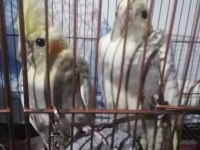 48 günlük sultan papağanı (açıklamayı okuyun)
