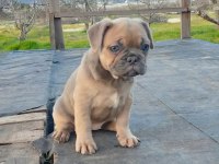 Blue Fawn Sable Dünyalar güzeli french bulldog