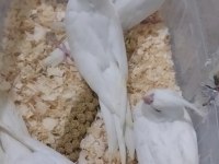 Albino sultan papağan el besleme bebek