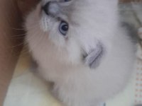 Blue point kedimiz anne baba görseli var