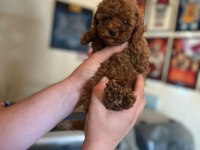 Kore ve toy poodle bebeklerimiz