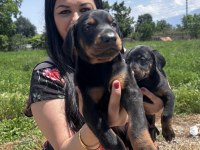 King doberman yavrularım