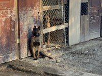 9 Aylık Dişi Aşıları Tam Belçika Kurdu