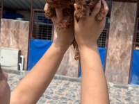 Kore red dark poodle bebışler