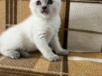 Üst Düzey British Shorthair Bebekler