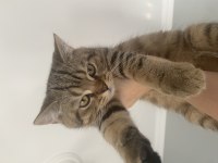 British shorthair kedimiz yuva arıyor