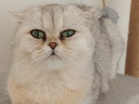 Scottish fold dişi kedimiz