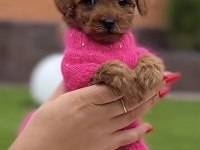 Toy Poodle Köpeği Safkan