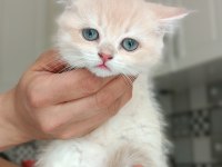Show kalite british Shorthair kediler Cy11 Cy12