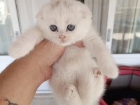 45 günlük scottish fold Yavrularım