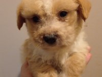 Dişi Maltipoo yavrumuz