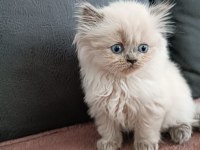 BLUE POİNT BRİTİSH LONGHAİR OĞLUMUZ