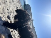Bütün aşıları tam 4 aylık yavru maltipoo