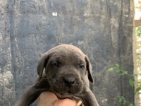 DEV CANE CORSO YAVRULAR