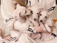 İtalyan Tazısı Greyhound