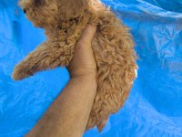Maltipoo Yavrular