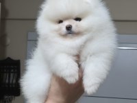 ÜST KALİTE AYI SURAT POMERANİAN BOO (DİŞİ)