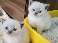 British Shorthair Minnoşum