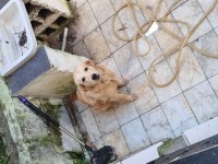 Golden Retriever 6 aylık erkek köpeğimiz