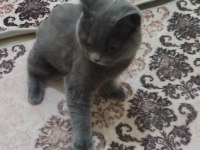 Akıllı ve sevimli british shorthair