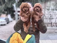 Safkan sağlıklı TOY POODLE yavrular anne altından